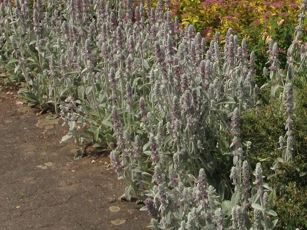 Stachys byzantina (door Hanneke Waller)