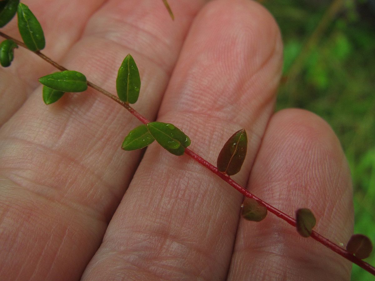 Vaccinium oxycoccos (door Hanneke Waller)