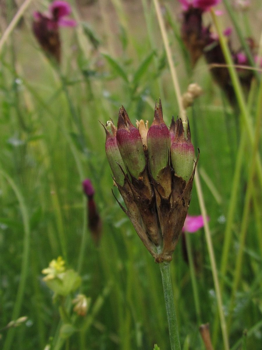 Dianthus carthusianorum (door Hanneke Waller)