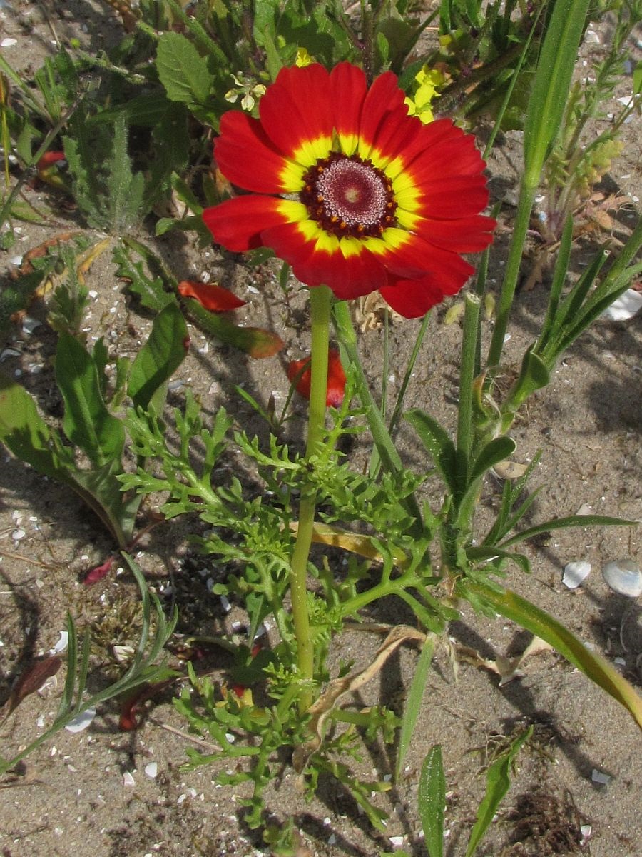 Ismelia carinata (door Hanneke Waller)