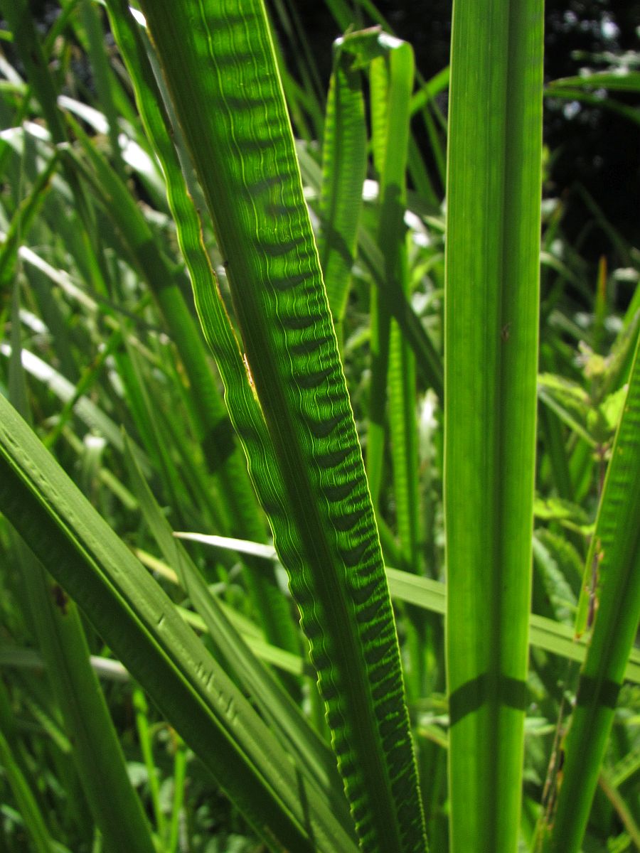 Acorus calamus (door Hanneke Waller)