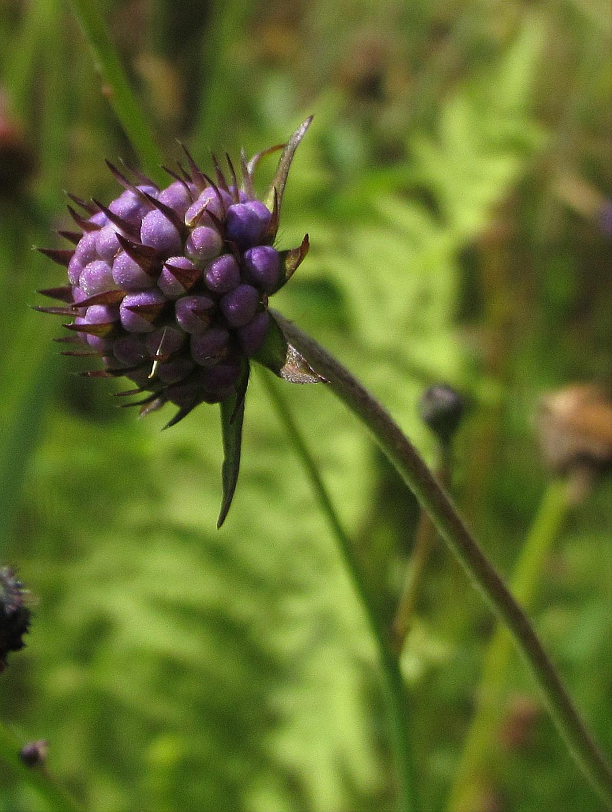 Succisa pratensis (door Hanneke Waller)