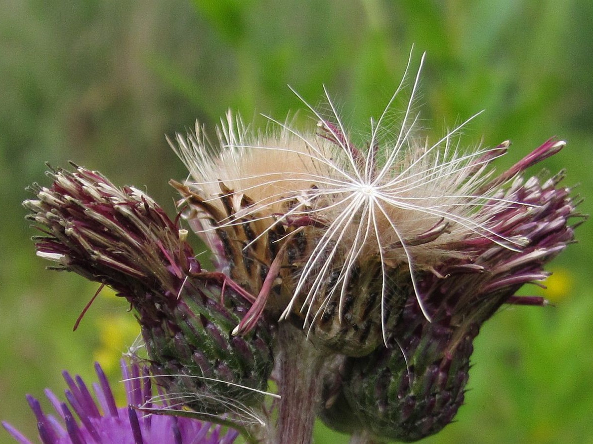 Cirsium palustre (door Hanneke Waller)