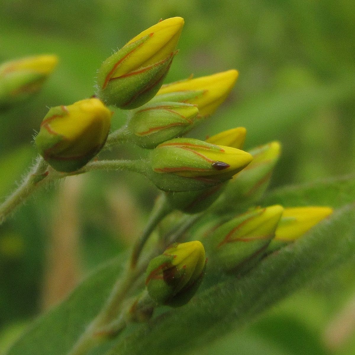 Lysimachia vulgaris (door Hanneke Waller)