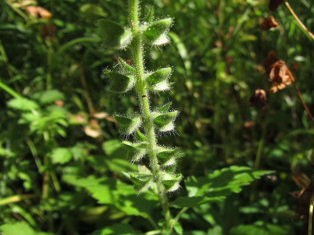 Scutellaria columnae (door Hanneke Waller)