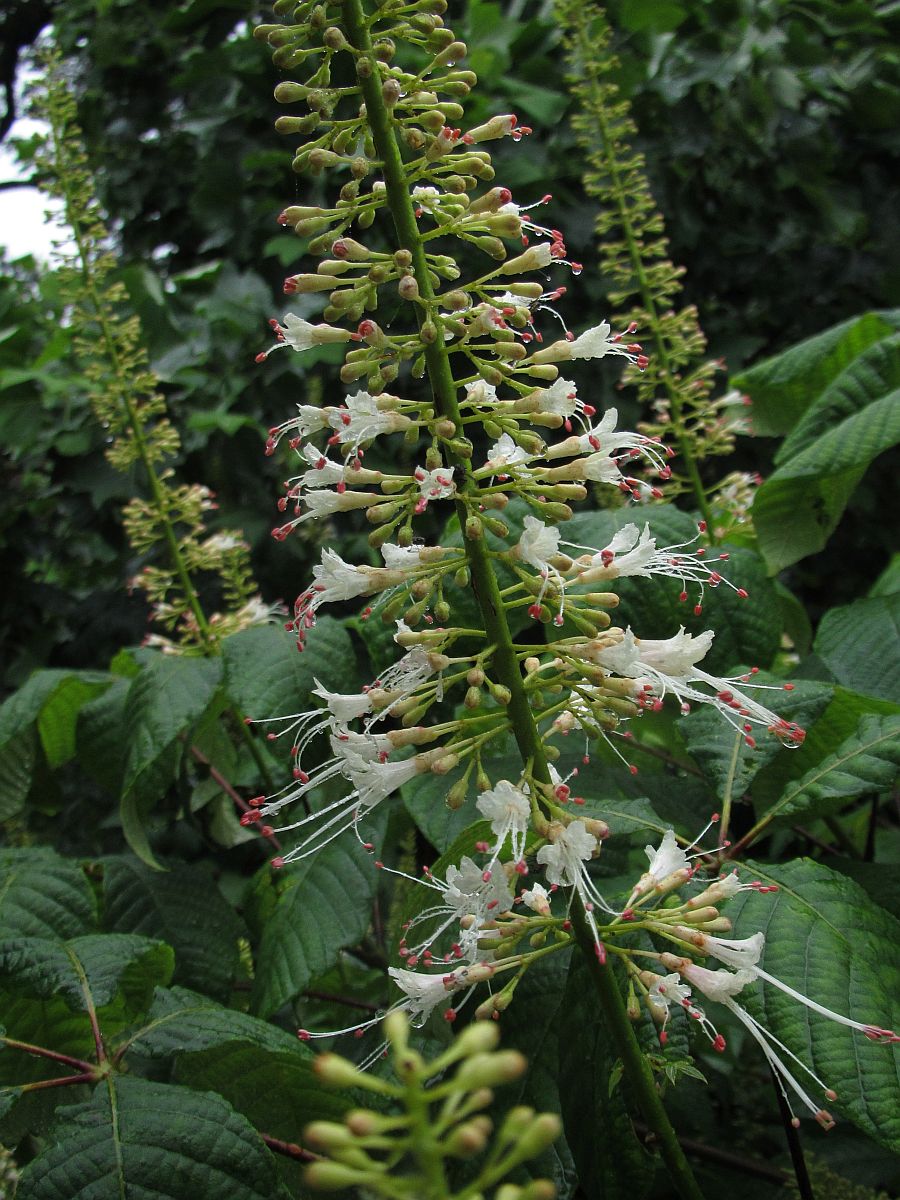 Aesculus parviflora (door Hanneke Waller)