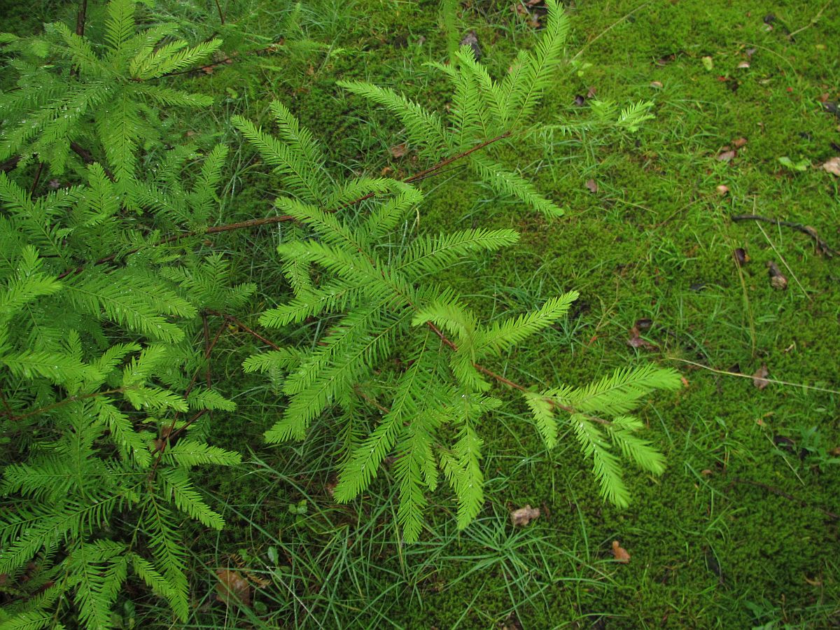 Taxodium distichum (door Hanneke Waller)