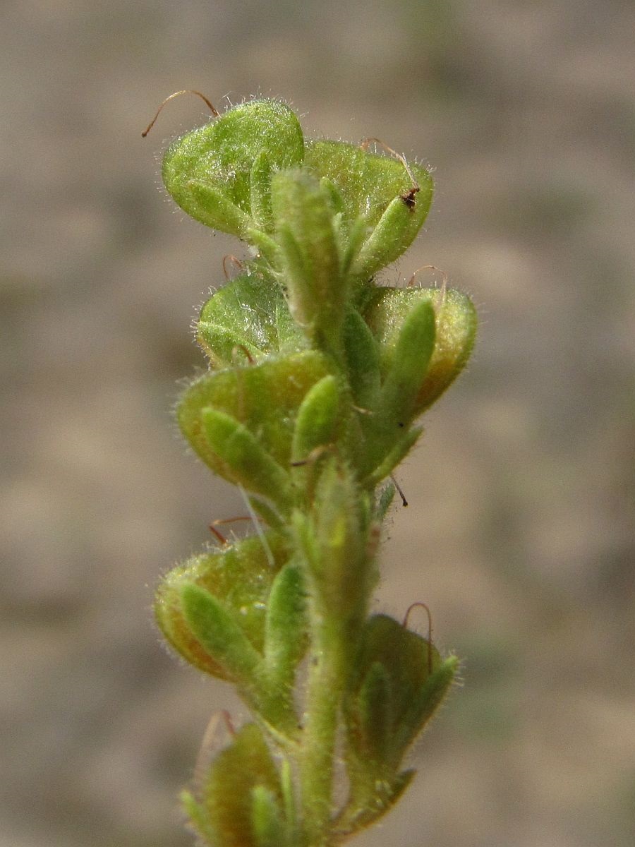 Veronica officinalis (door Hanneke Waller)