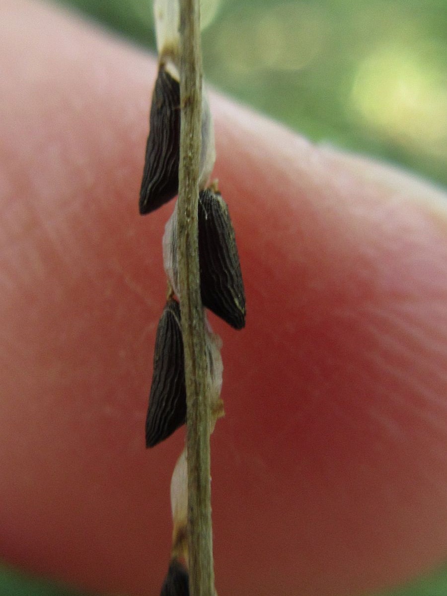 Alliaria petiolata (door Hanneke Waller)