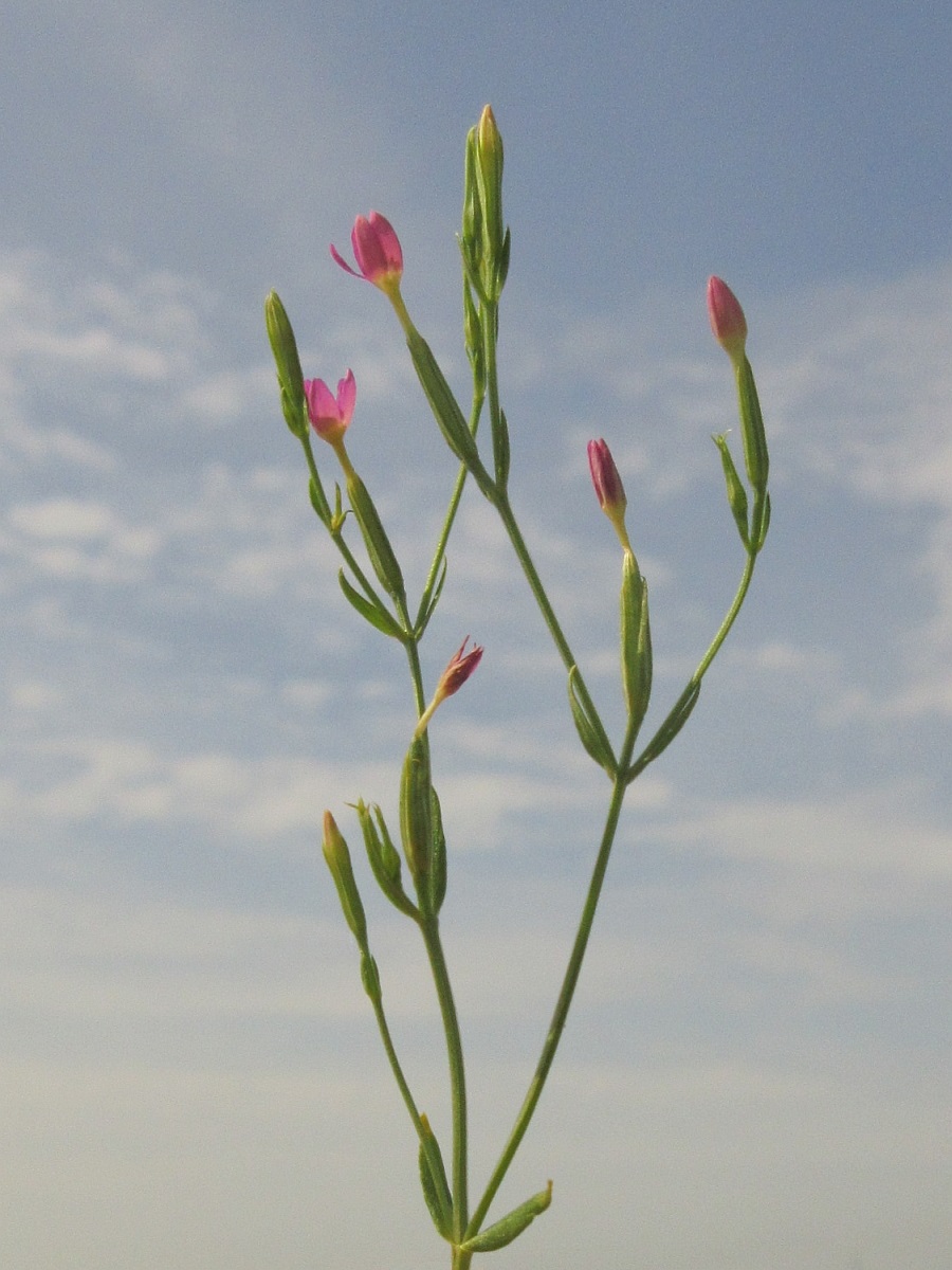 Centaurium pulchellum (door Hanneke Waller)