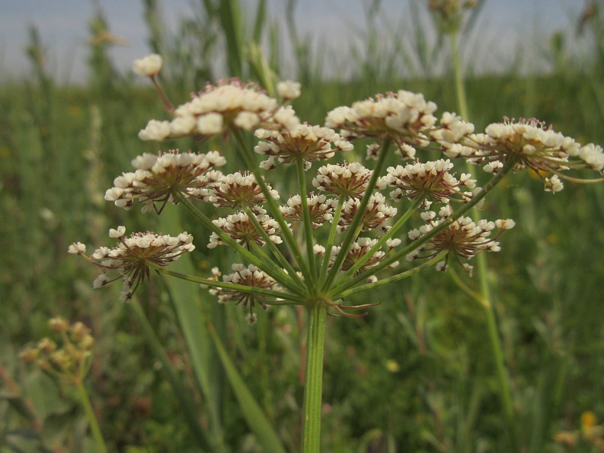 Oenanthe lachenalii (door Hanneke Waller)