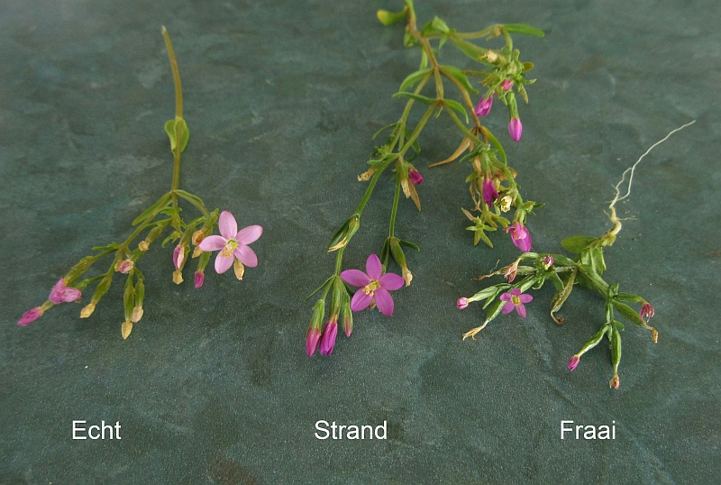 Centaurium pulchellum (door Hanneke Waller)