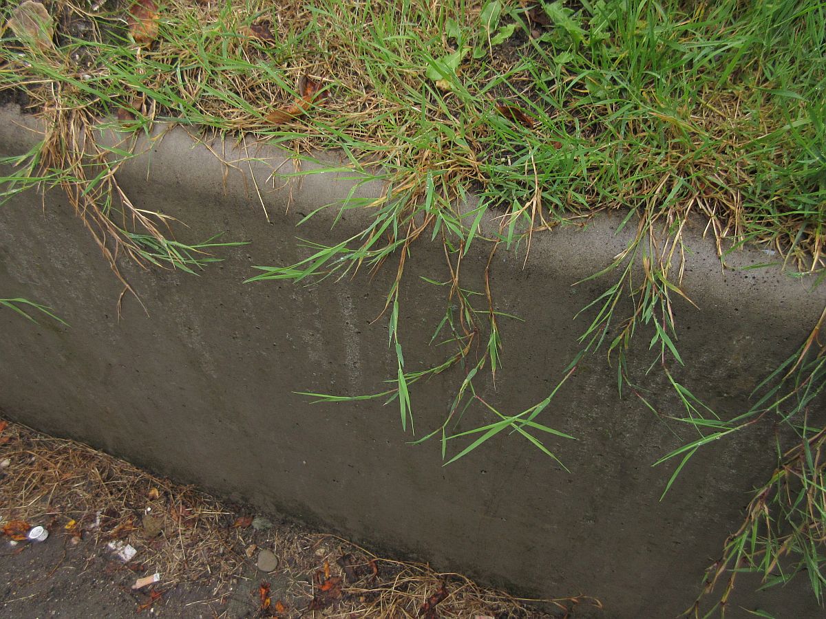 Agrostis stolonifera (door Hanneke Waller)