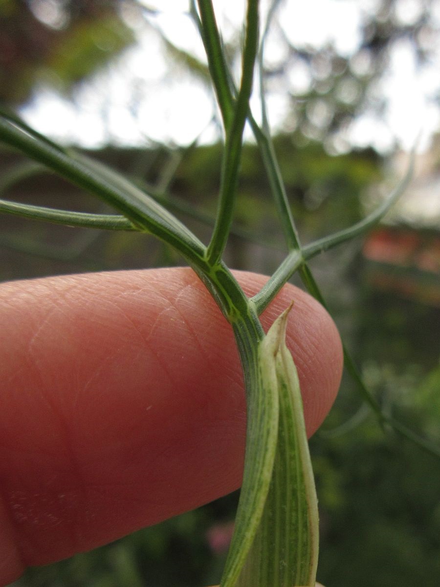 Foeniculum vulgare (door Hanneke Waller)