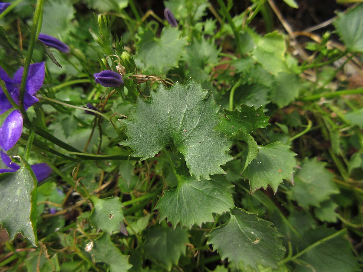 Campanula portenschlagiana (door Hanneke Waller)