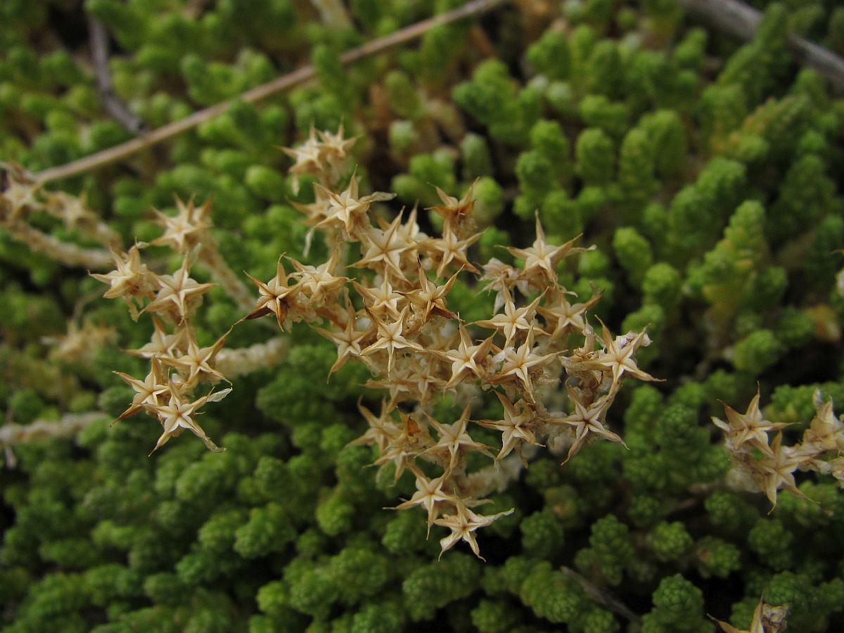 Sedum acre (door Hanneke Waller)