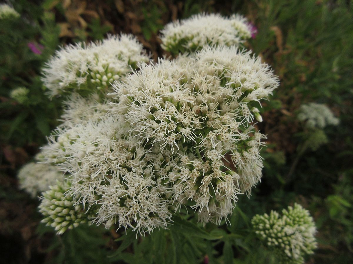 Eupatorium cannabinum (door Hanneke Waller)