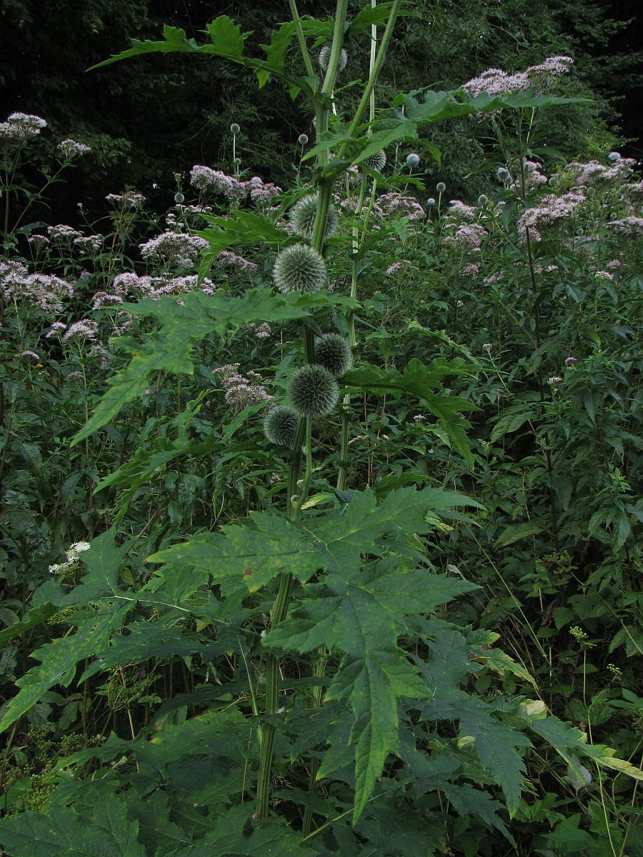 Echinops exaltatus (door Hanneke Waller)