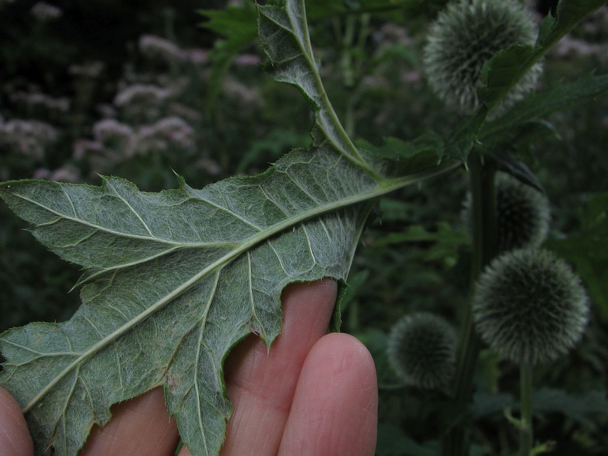 Echinops exaltatus (door Hanneke Waller)