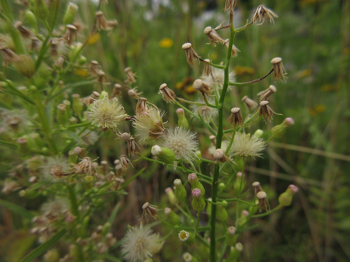 Erigeron canadensis (door Hanneke Waller)