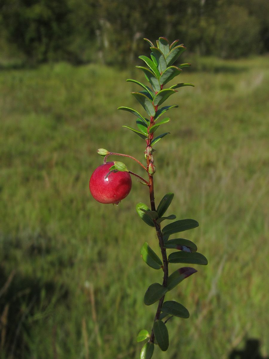 Vaccinium macrocarpon (door Hanneke Waller)