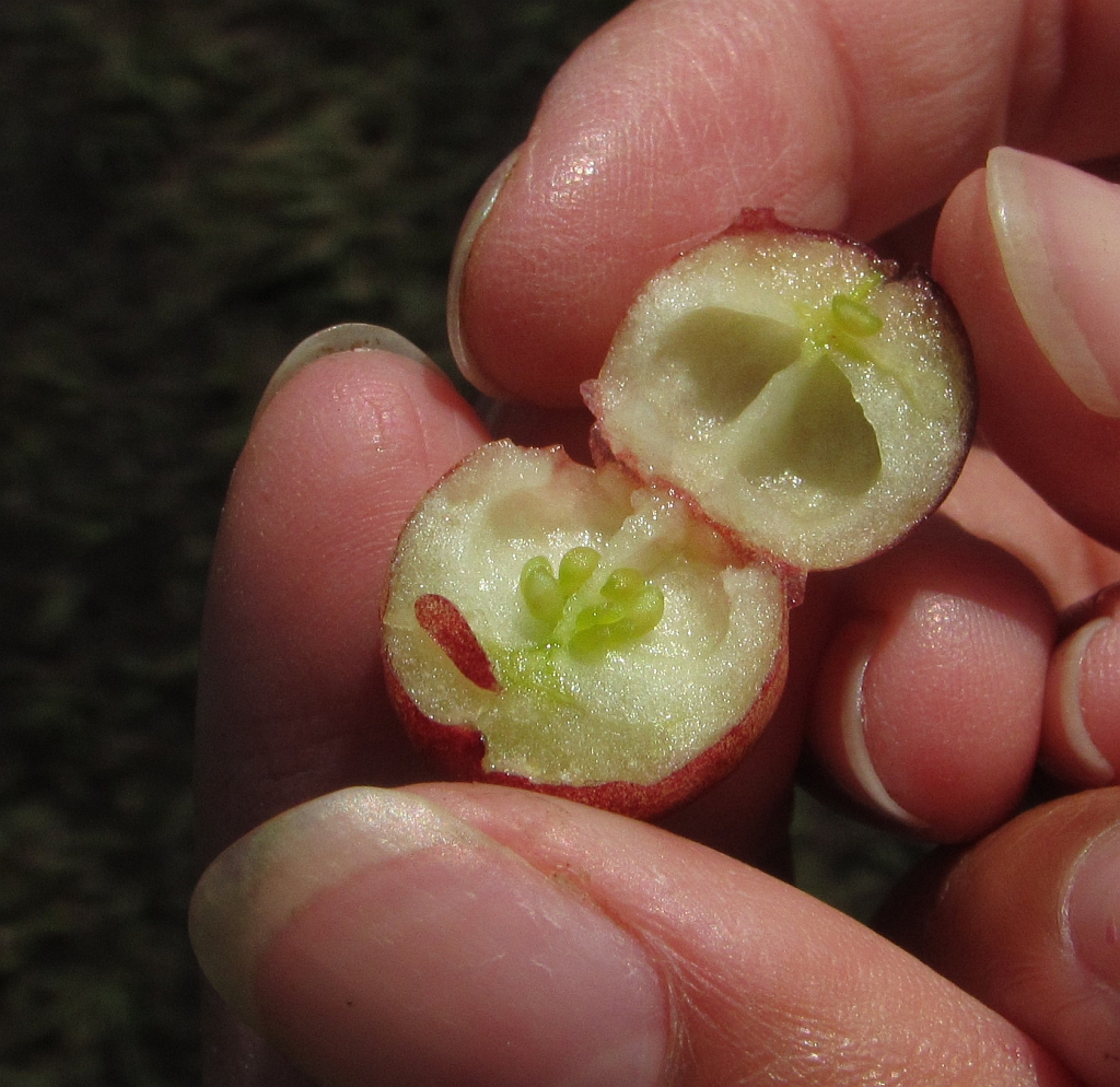 Vaccinium macrocarpon (door Hanneke Waller)