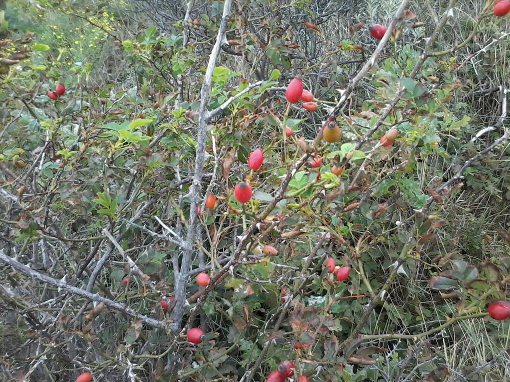 Rosa rubiginosa (door A.L. Gutjahr)