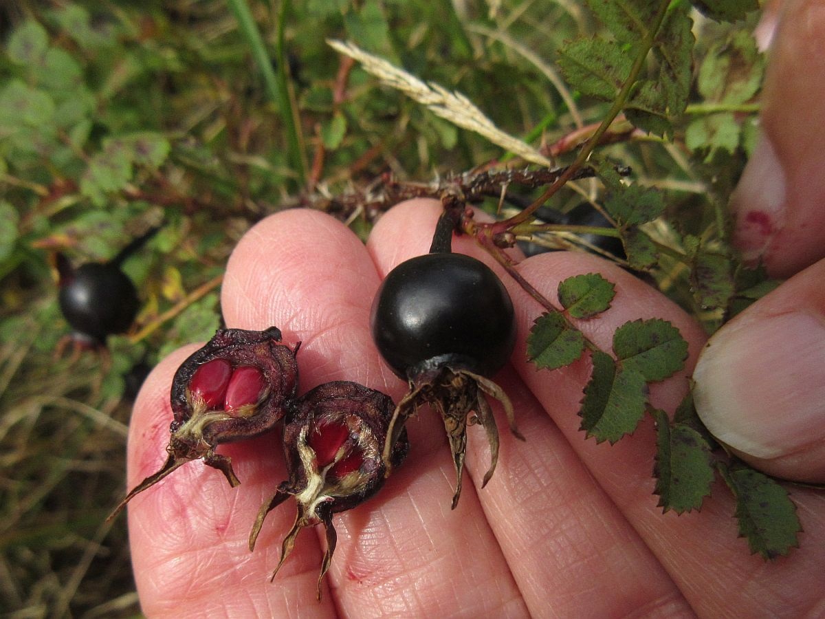 Rosa spinosissima (door Hanneke Waller)