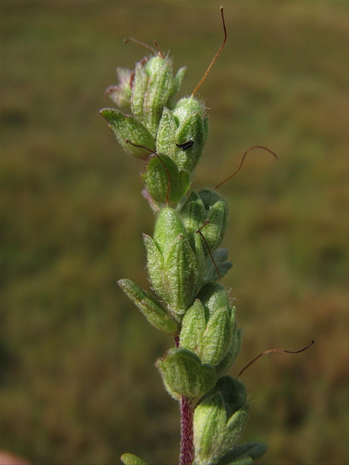 Odontites vernus subsp. serotinus (door Hanneke Waller)