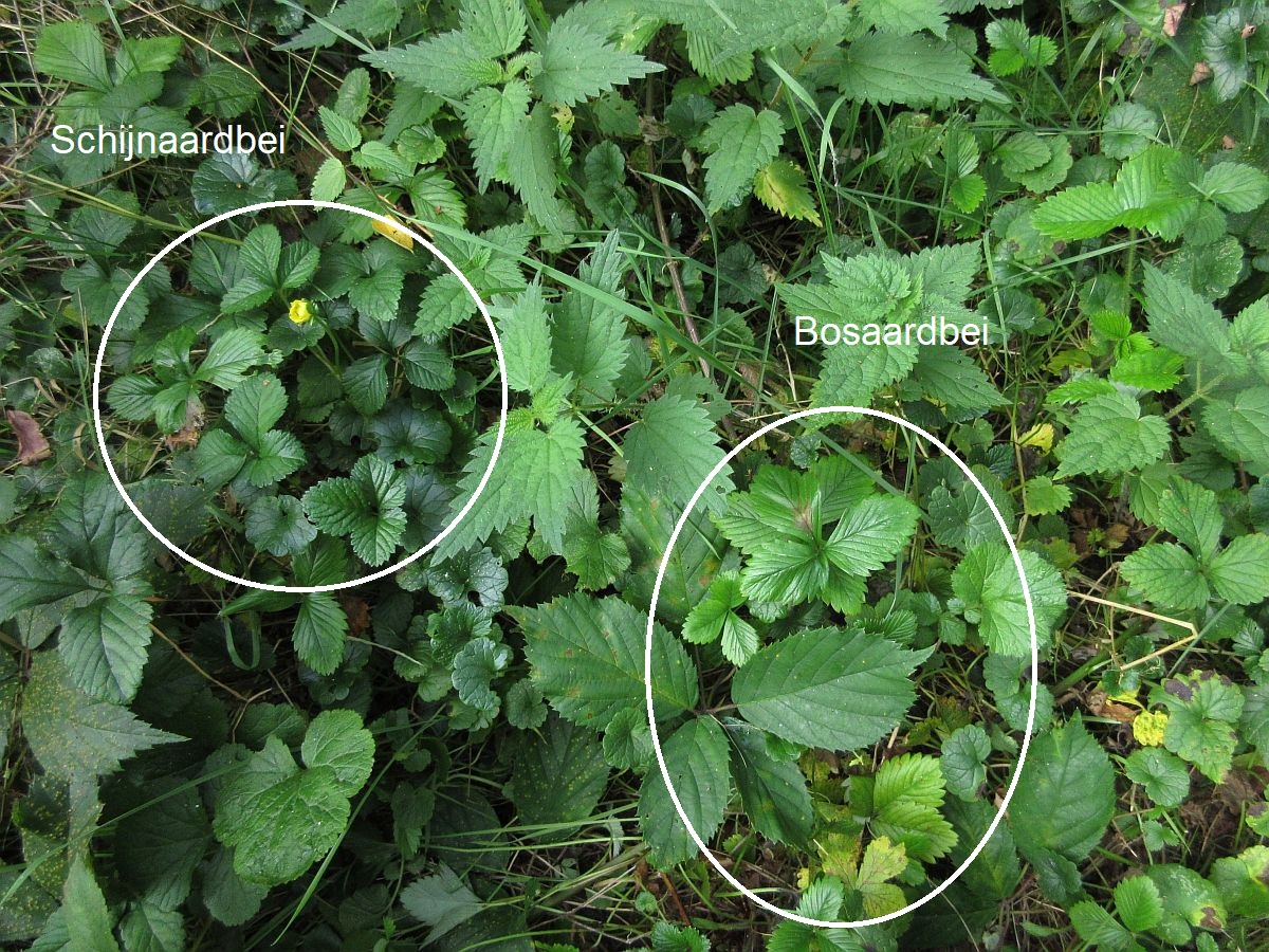 Potentilla indica (door Hanneke Waller)