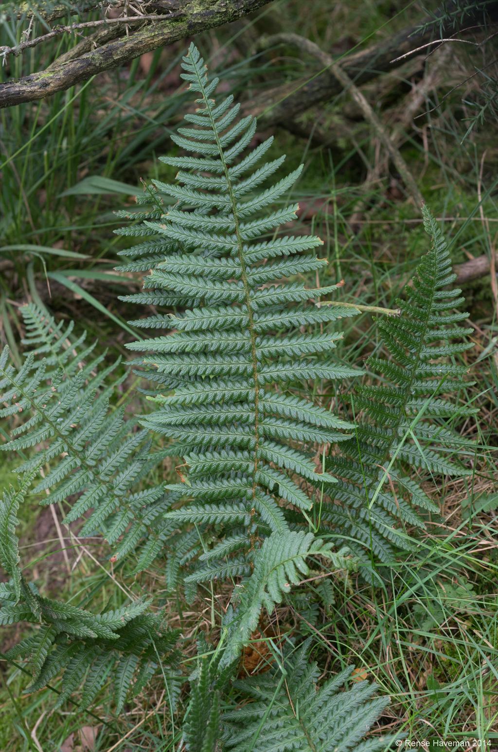 Dryopteris affinis subsp. affinis (door Rense Haveman)