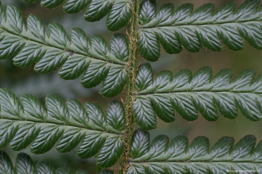 Dryopteris affinis subsp. affinis (door Rense Haveman)