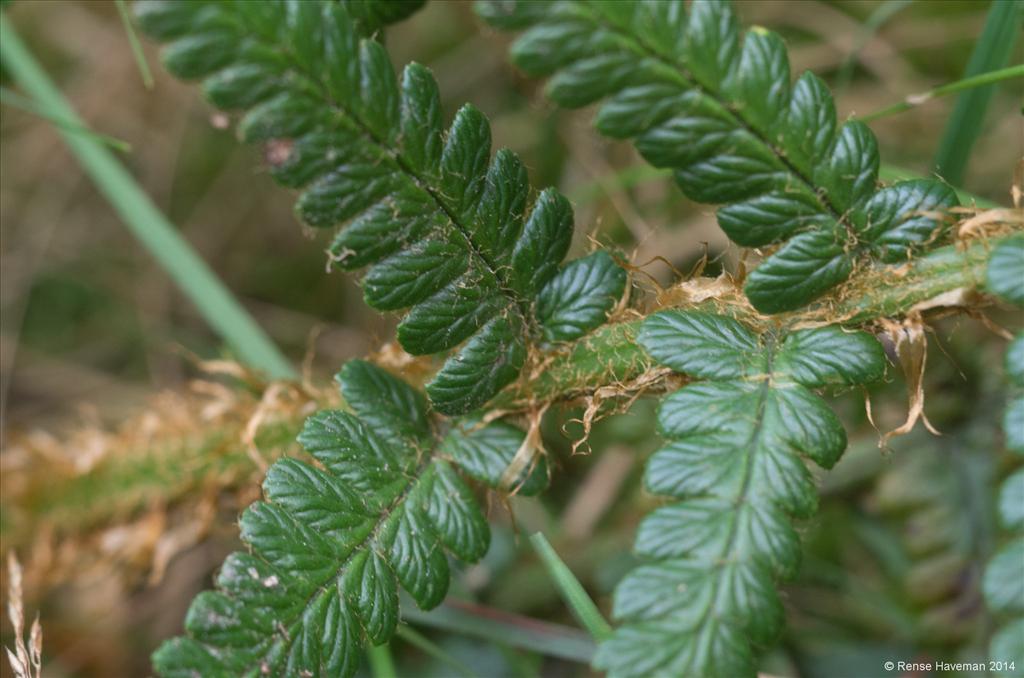 Dryopteris affinis subsp. affinis (door Rense Haveman)