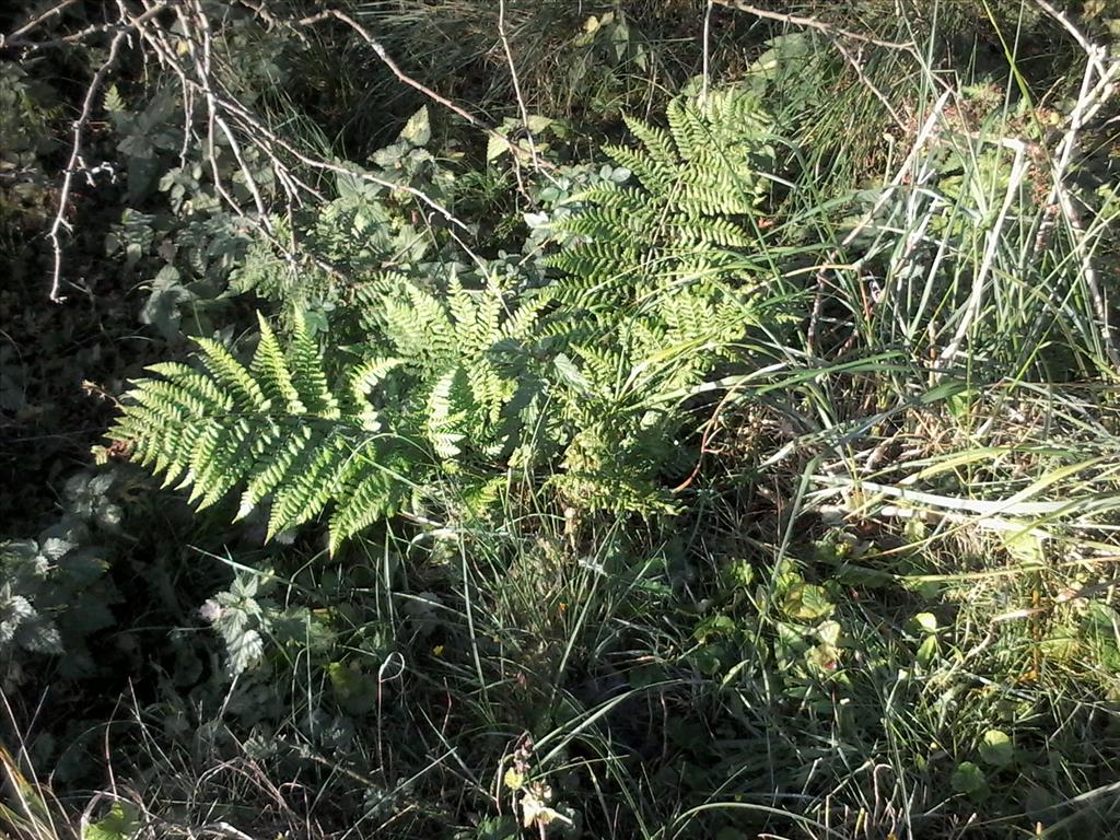 Dryopteris dilatata (door A.L. Gutjahr)