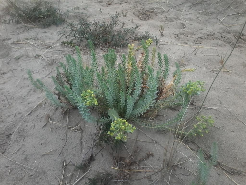 Euphorbia paralias (door A.L. Gutjahr)