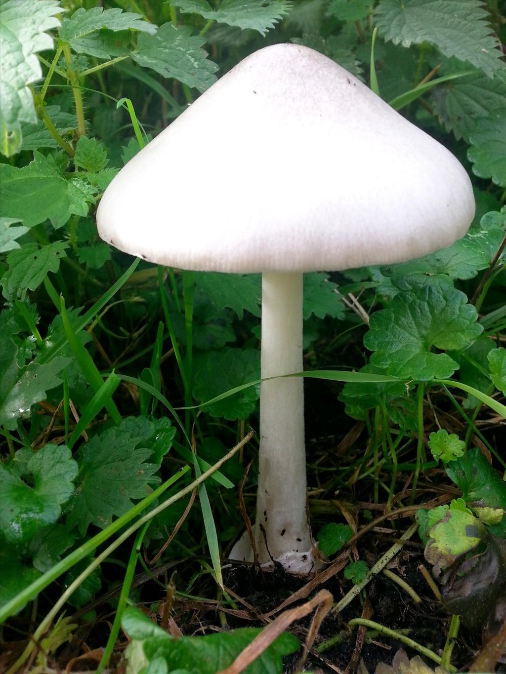 Volvariella gloiocephala (door Hinko Talsma)