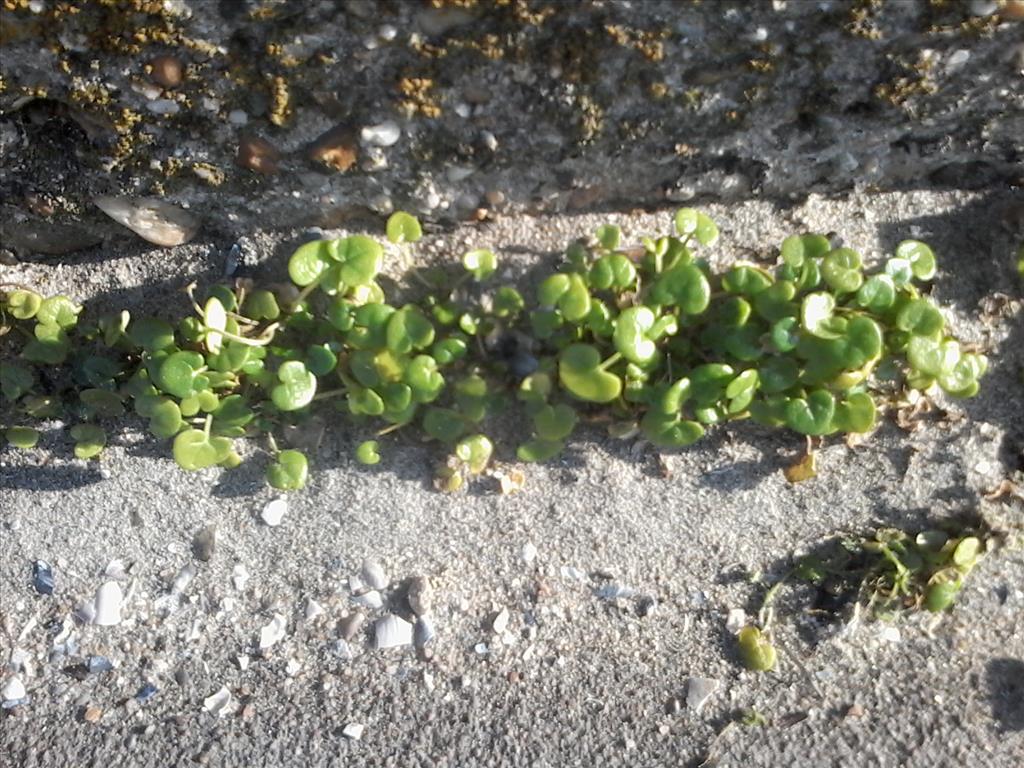 Cochlearia danica (door A.L. Gutjahr)