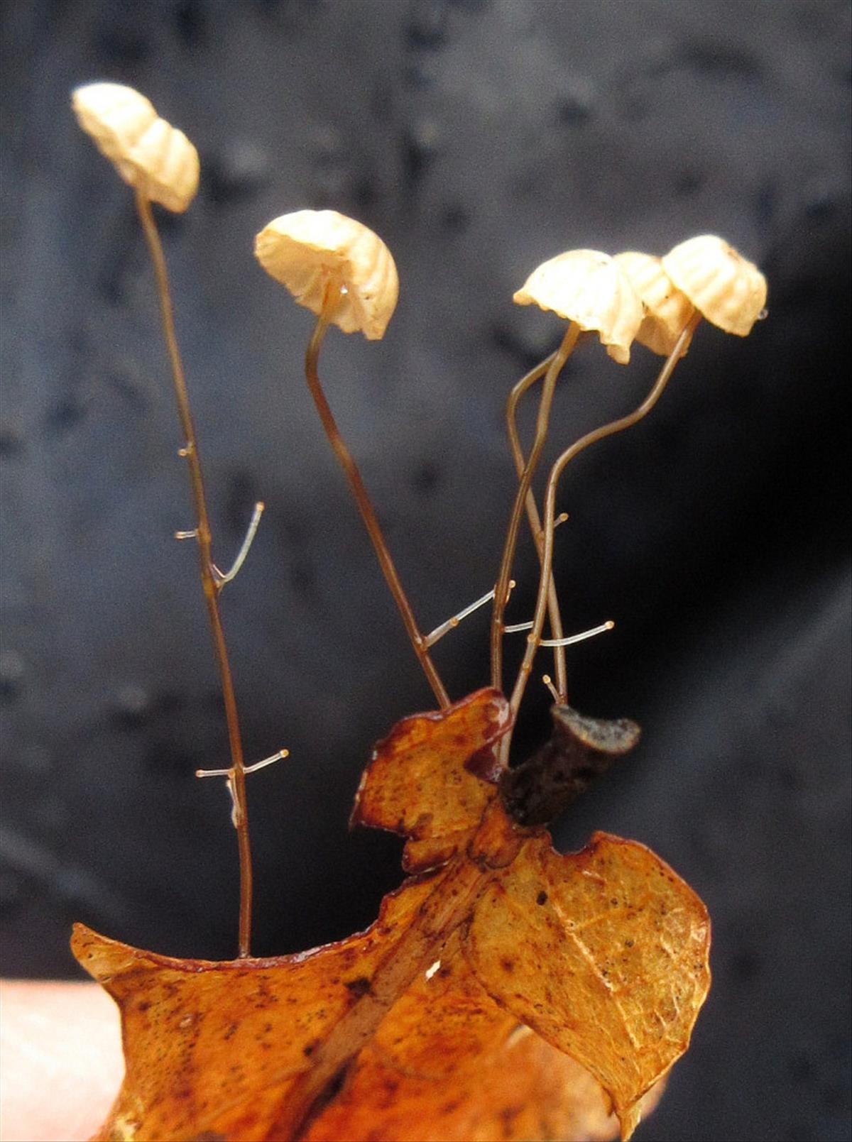 Marasmius bulliardii (door Hanneke Waller)