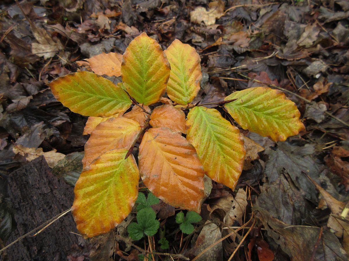 Fagus sylvatica (door Hanneke Waller)