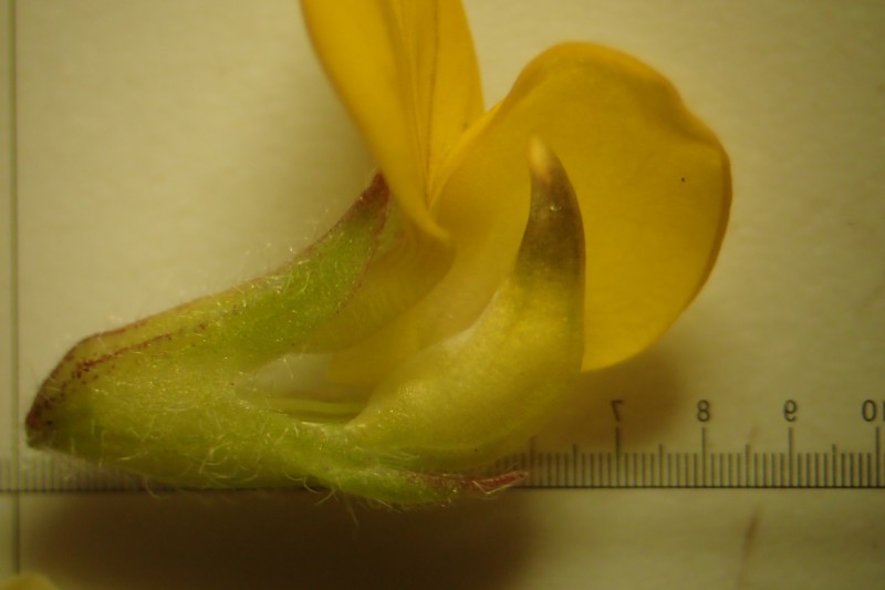 Lotus ornithopodioides (door Sipke Gonggrijp)