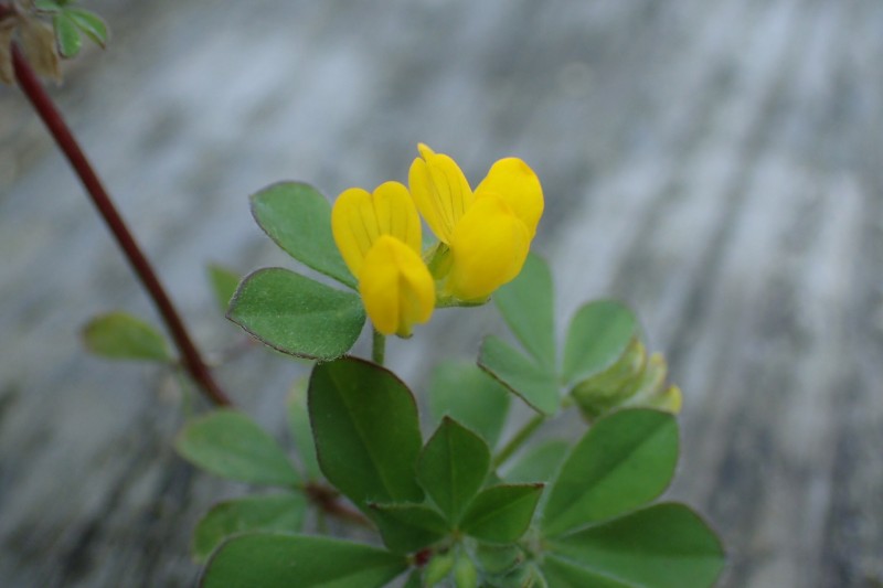 Lotus ornithopodioides (door Sipke Gonggrijp)