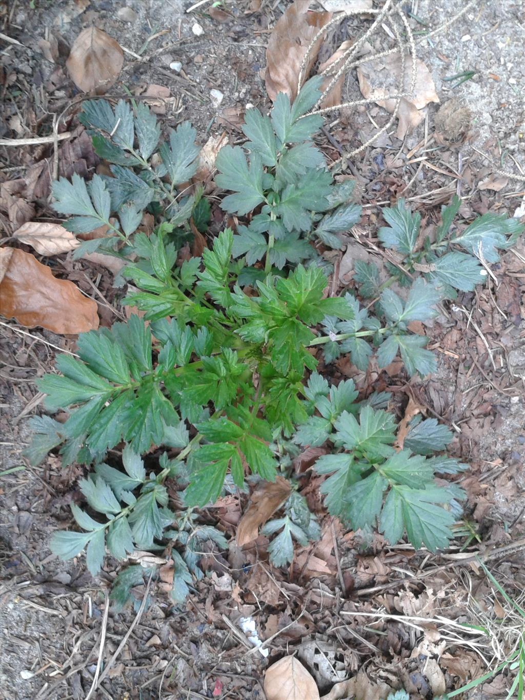 Geum aleppicum (door Edwin Dijkhuis)