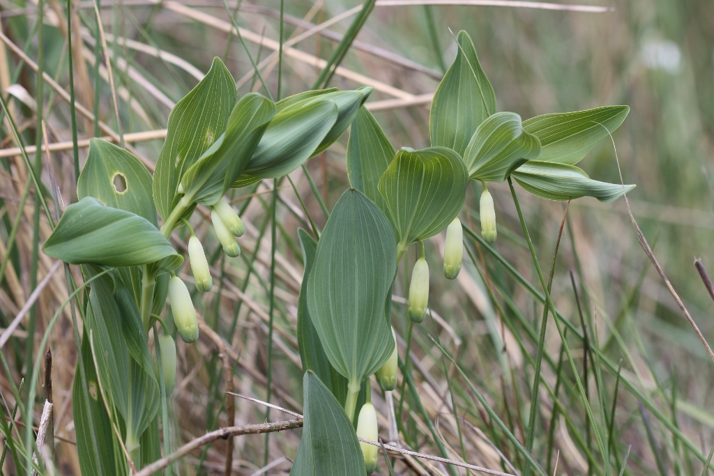 Polygonatum odoratum (door Edwin de Weerd)