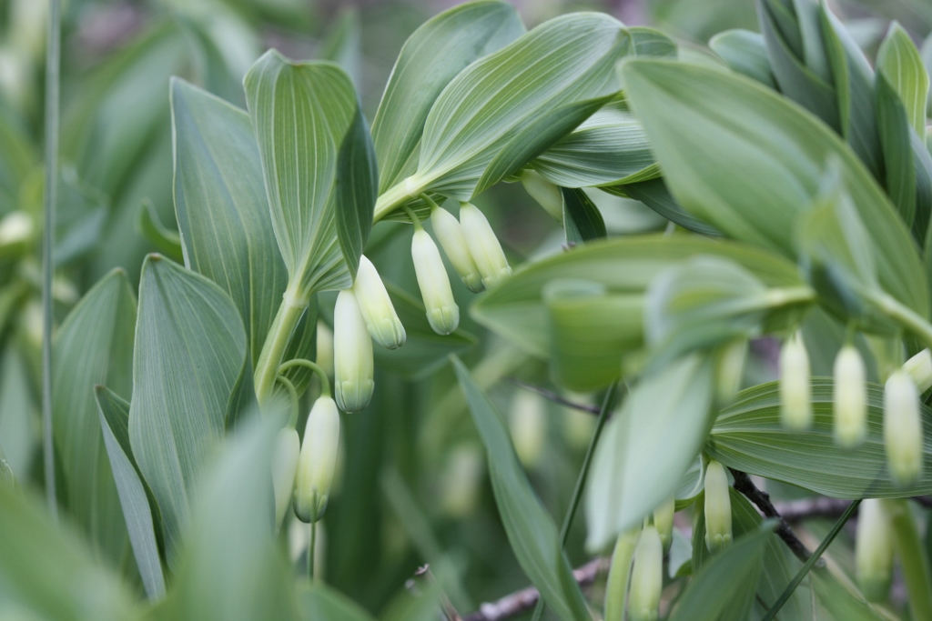 Polygonatum odoratum (door Edwin de Weerd)