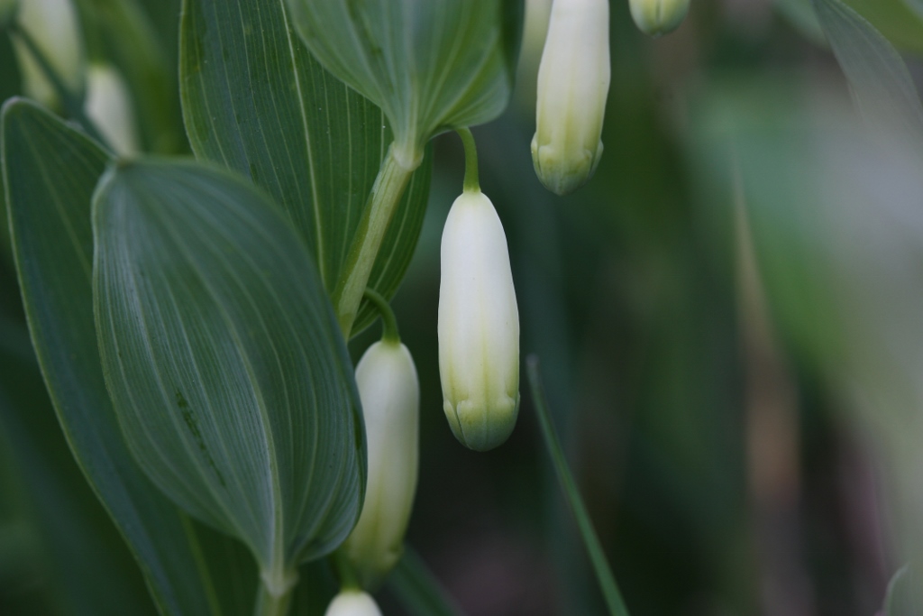 Polygonatum odoratum (door Edwin de Weerd)