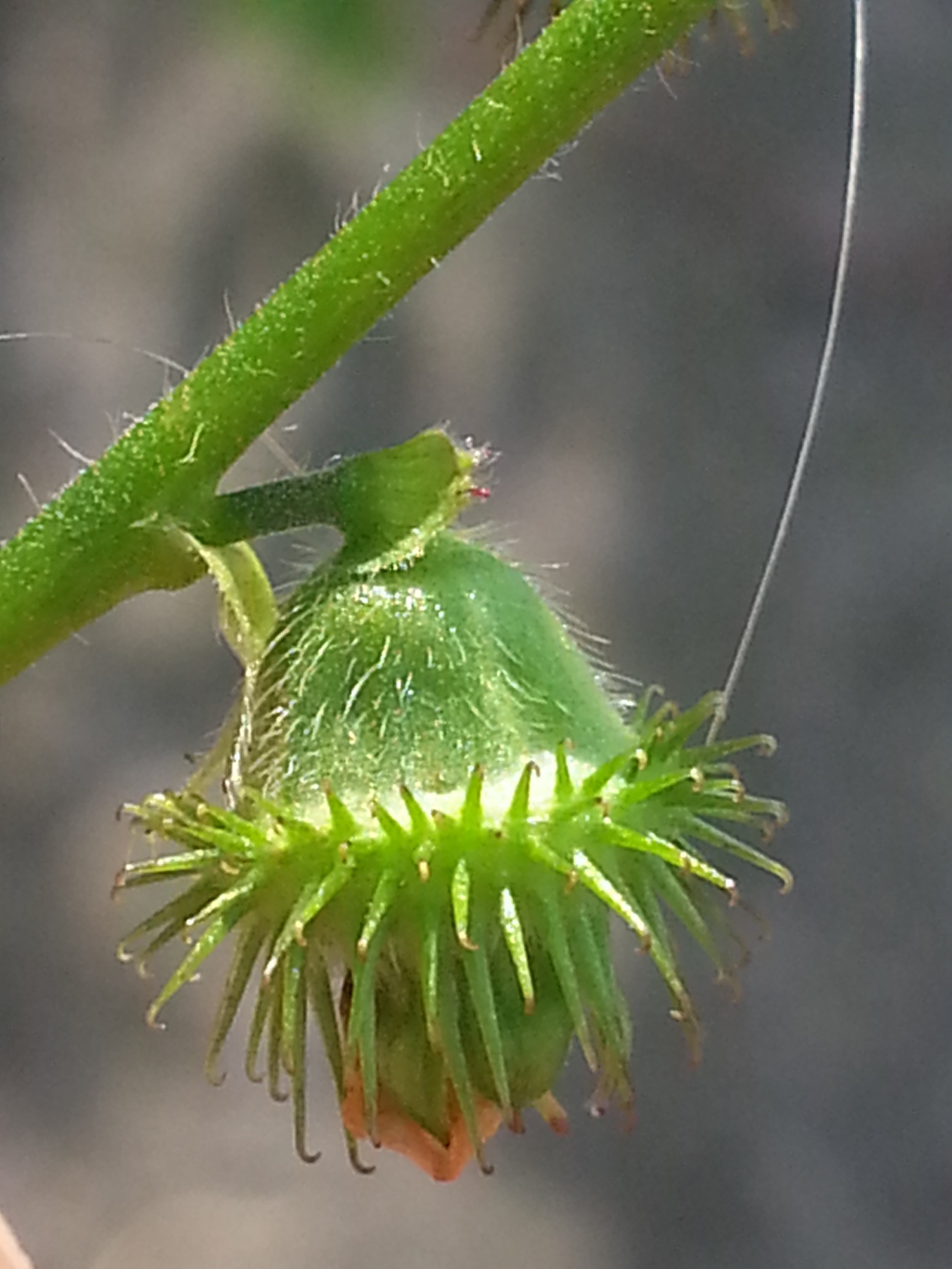 Agrimonia procera (door Hinko Talsma)