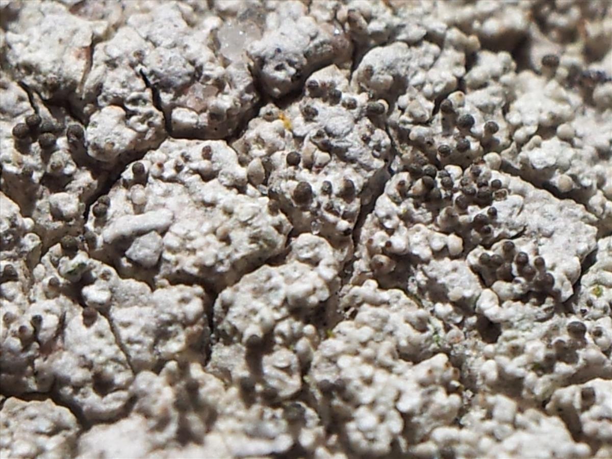 Pertusaria pseudocorallina (door Henk Timmerman)