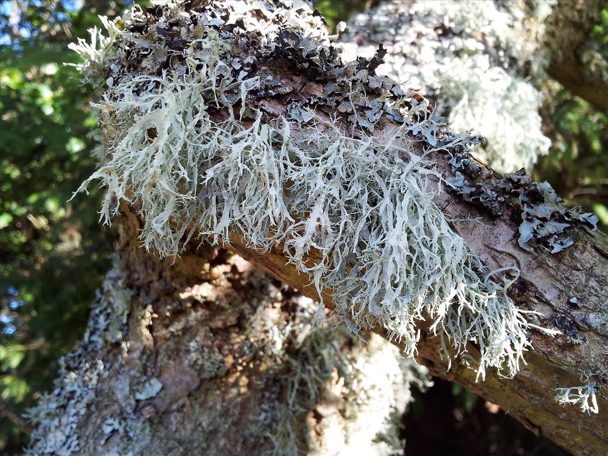 Ramalina farinacea (door Henk Timmerman)