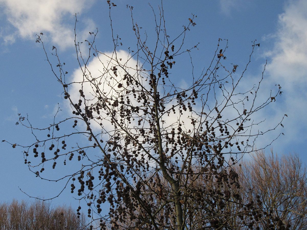 Platanus orientalis (door Hanneke Waller)