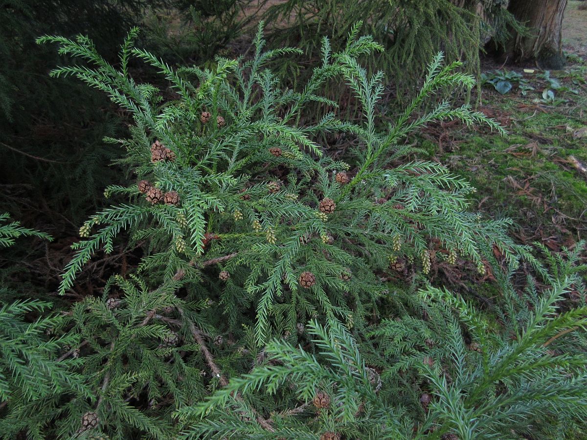 Cryptomeria japonica (door Hanneke Waller)